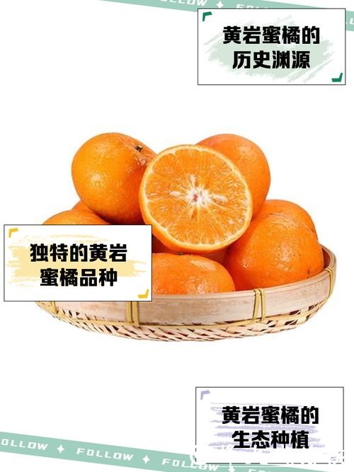 为何春节时，黄岩蜜橘依然是待客主力？